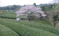 桜の花とともに茶畑にも春がやってきました